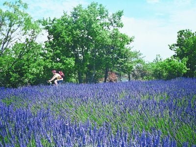 Grande Traversée Tour du Luberon